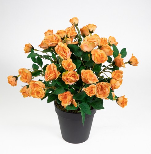 Rosenbusch 30cm orange topf - im,