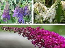 Sommerflieder Buddleja