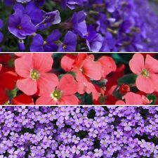 500 Samen Blaukissen Mischung Aubrieta deltoides Steingarten Farbmischung