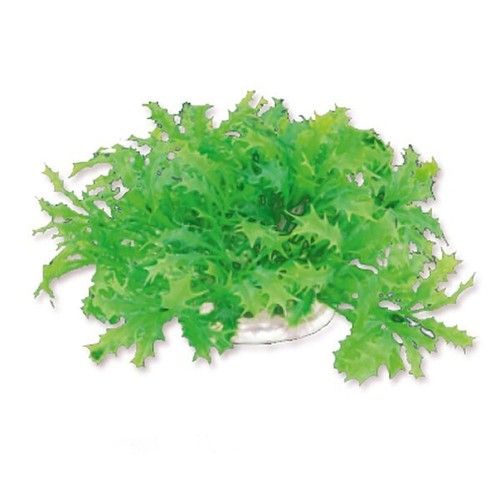 Aquarium wasserpflanzen - aquarium,