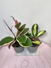 heavenly HOYA Hoya carnosa duo variegata albomarginata flamingo + princess