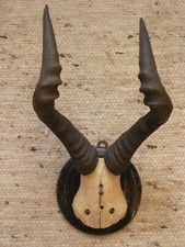 Antilope Kuh- Hartebeest, Hornlänge 41 / 45 cm Geweih Afrika