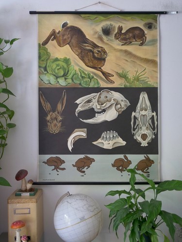 Vintage schulwandkarte hase - |,