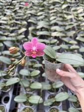 Phalaenopsis noid silver - phalaenopsis, &