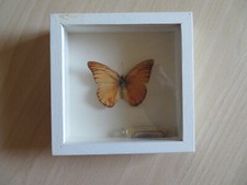 insekten sammlung