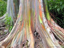 30 x Eucalyptus deglupta - Regenbogenbaum - schnell wachsend - Bonsai - TOP