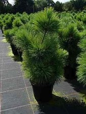 Pinus parviflora Negishi -