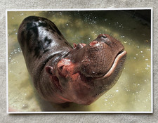 1 AK XXL Happy Hippo Flusspferd Nilpferd - USA 1 !!! *