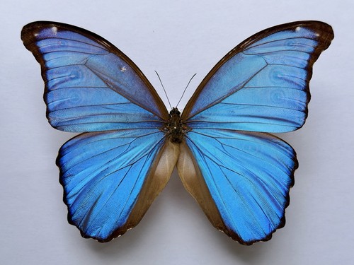 Morpho menelaus zischkai male - morpho,