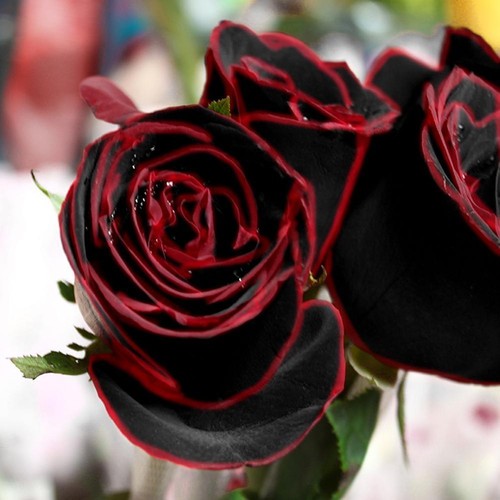 True blood rare black rose - 70,