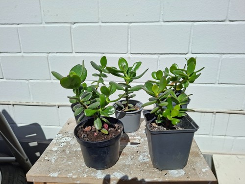 Glückbaum crassula ocata - glückbaum,