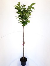 Magnolia lilliflora Susan