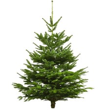 Echter Weihnachtsbaum