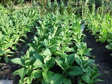 4 Sorten 4x1000 frische Tabaksamen Ernte 2024 Virginia , Burley....Tobacco Seeds