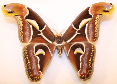 Attacus edwardsii aus indien - edwardsii,