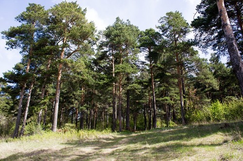 100 samen waldkiefer pinus - samen,