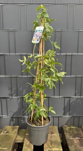 Passiflora passionsblume - passiflora,