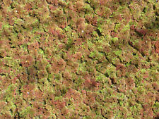 Moosfarn - Feenmoos - Azolla