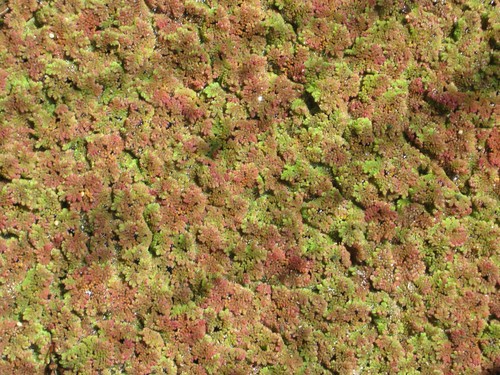 Moosfarn feenmoos azolla - feenmoos,