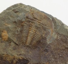 Trilobit, Hydrocephalus minor