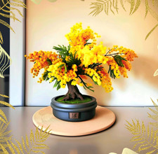 Goldmimose Bonsai Samen