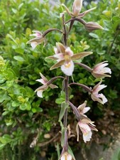 Sumpf sitter epipactis - sumpf-sitter,
