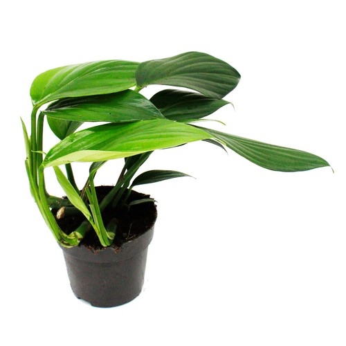Philodendron dragon tail - "dragon,