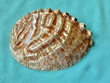 Perlmutt Meeresmuschel