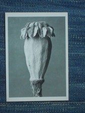 Ak Papaver orientale von Karl Blossfeldt 1915-25, Museum Ludwig Köln,Zustand NEU
