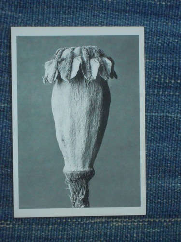 Papaver orientale - , (mohn)