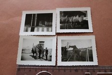 vier alte Fotos - Tiere und
