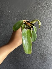 Philodendron red emerald - philodendron,