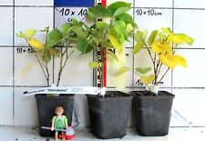 Cercis chinensis "Shirobana"  -  weißblühender chinesischer Judasbaum !