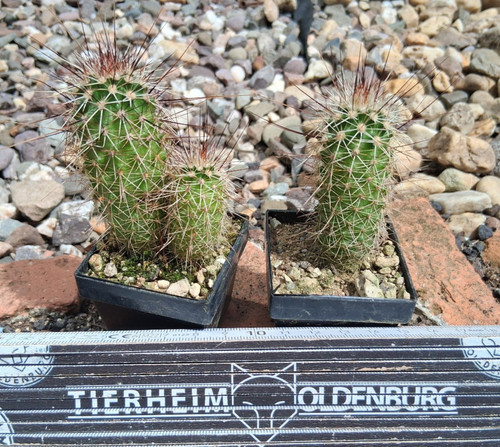 Stück echinocereus bonkerae - stück,