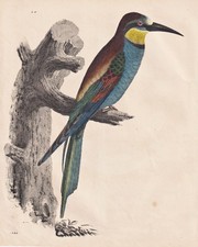 Bienenfresser bee-eater Vogel