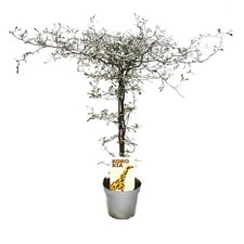 Exotenherz - Corokia