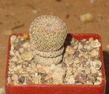 Epithelantha cryptica VM132 Casa Colorada Black Spine Form SH-KA262 -T4 Kaktus