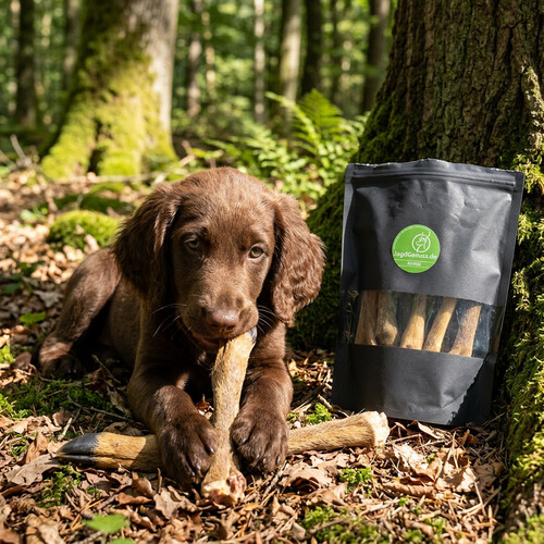 Läufe vom rehwild hunde - rehwild,