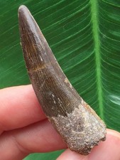 5,0 cm dunkler Zahn des