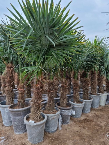Palme trachycarpus fortunei - palme,