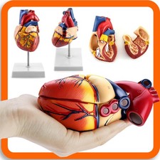 ANATOMIE HERZ Herzmodell