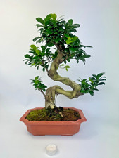 Bonsai Ficus microcarpa Nr 4764 pflegeleicht "Gummibaum" Anfänger geeignet