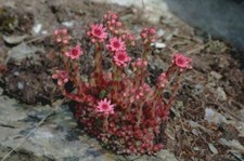 Sempervivum montanum