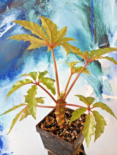 Begonia carolineifolia