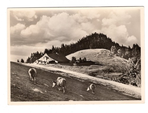 Kälblelescheuer schwarzwald - schwarzwald,