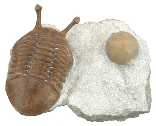 Ordovizium asaphus kowalskii - ordovizium,