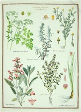 Spiegelburg Collection