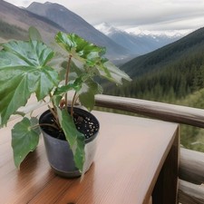 Blattbegonie, (Begonia ricinifolia) sehr seltene, alte Sorte, getopfte Pflanze 