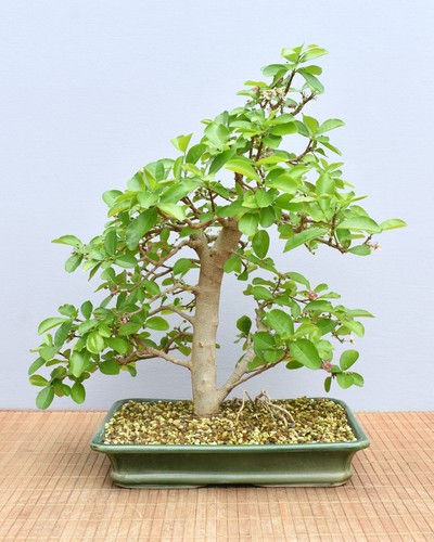Bonsai indoor acerola kirsche - indoor,, acerola-kirsche