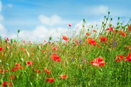 Wandbild mohnblumen auf dem - mohnblumen,